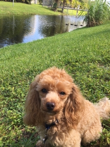 looking for a male mini goldendoodle  Listing Image