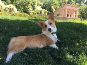  Pembroke welsh corgi  Listing Image