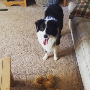 Well mannered, intelligent, stud border collie Listing Image