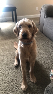 F1 Goldendoodle fertile guy!   Listing Image