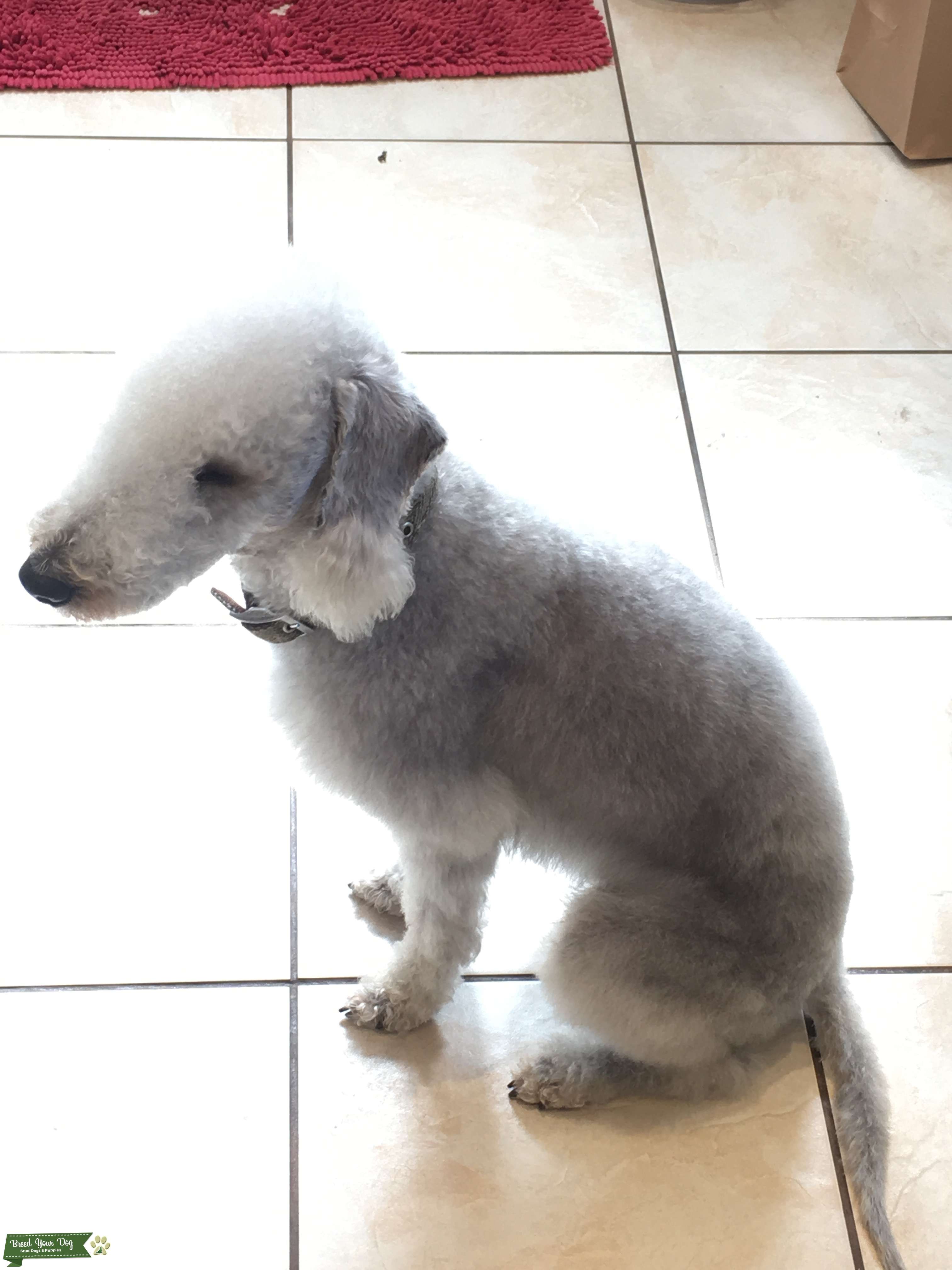 Blue Bedlington Terrier Looking for lady friend Stud Dog in