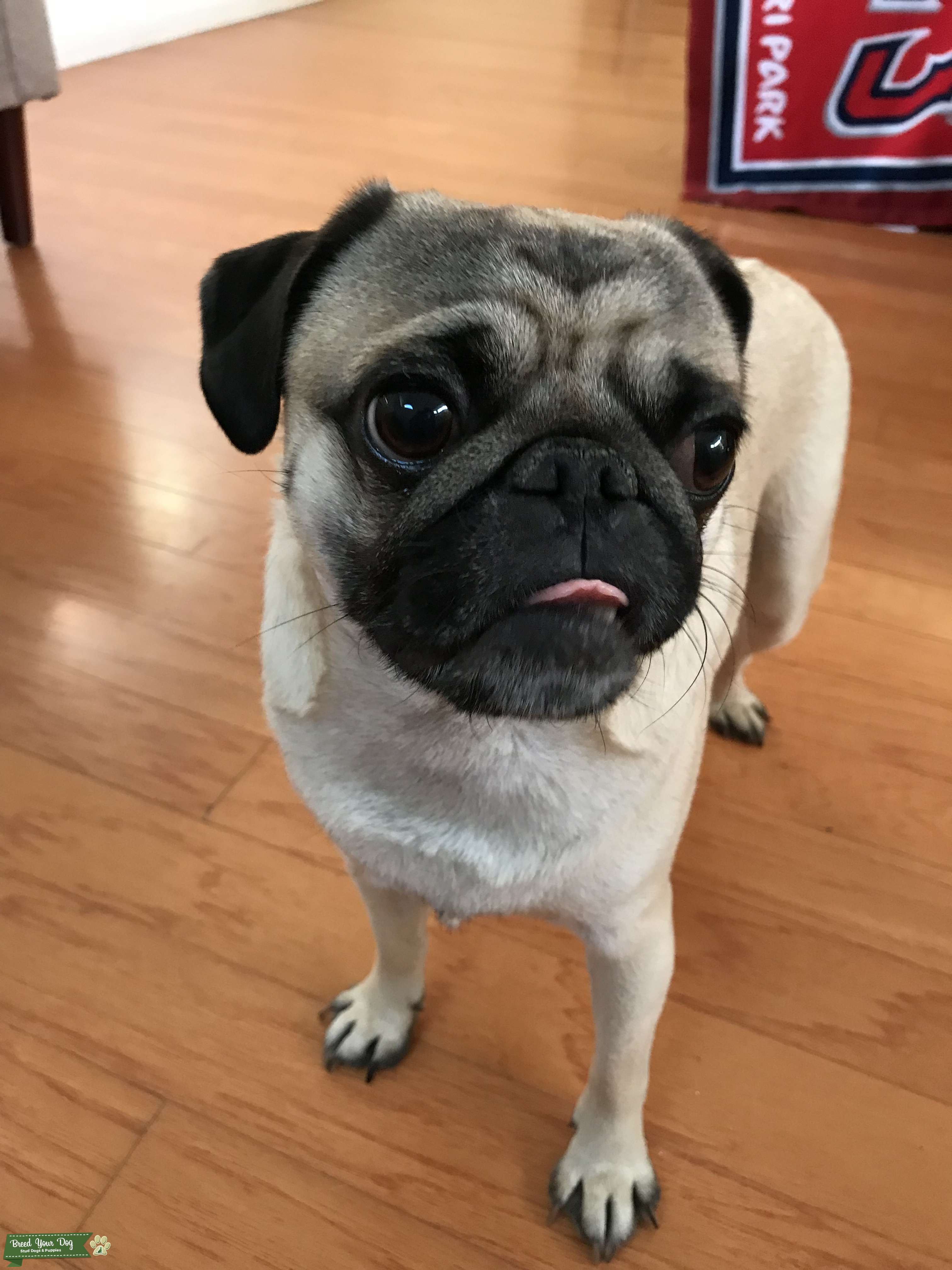 Fawn Male Pug Stud Dog in California , the United States Breed Your Dog