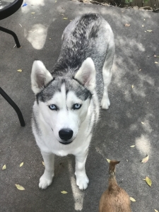   Female   Siberian  husky  Listing Image