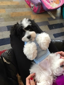 Cavapoo for sale 2,000$ or looking to breed!! Listing Image