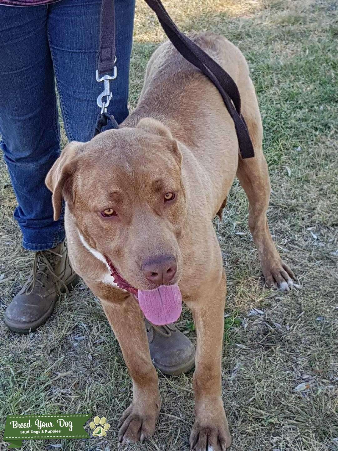 Golden Brindle Cane Corso For Stud - Stud Dog Bringelly - Breed Your Dog