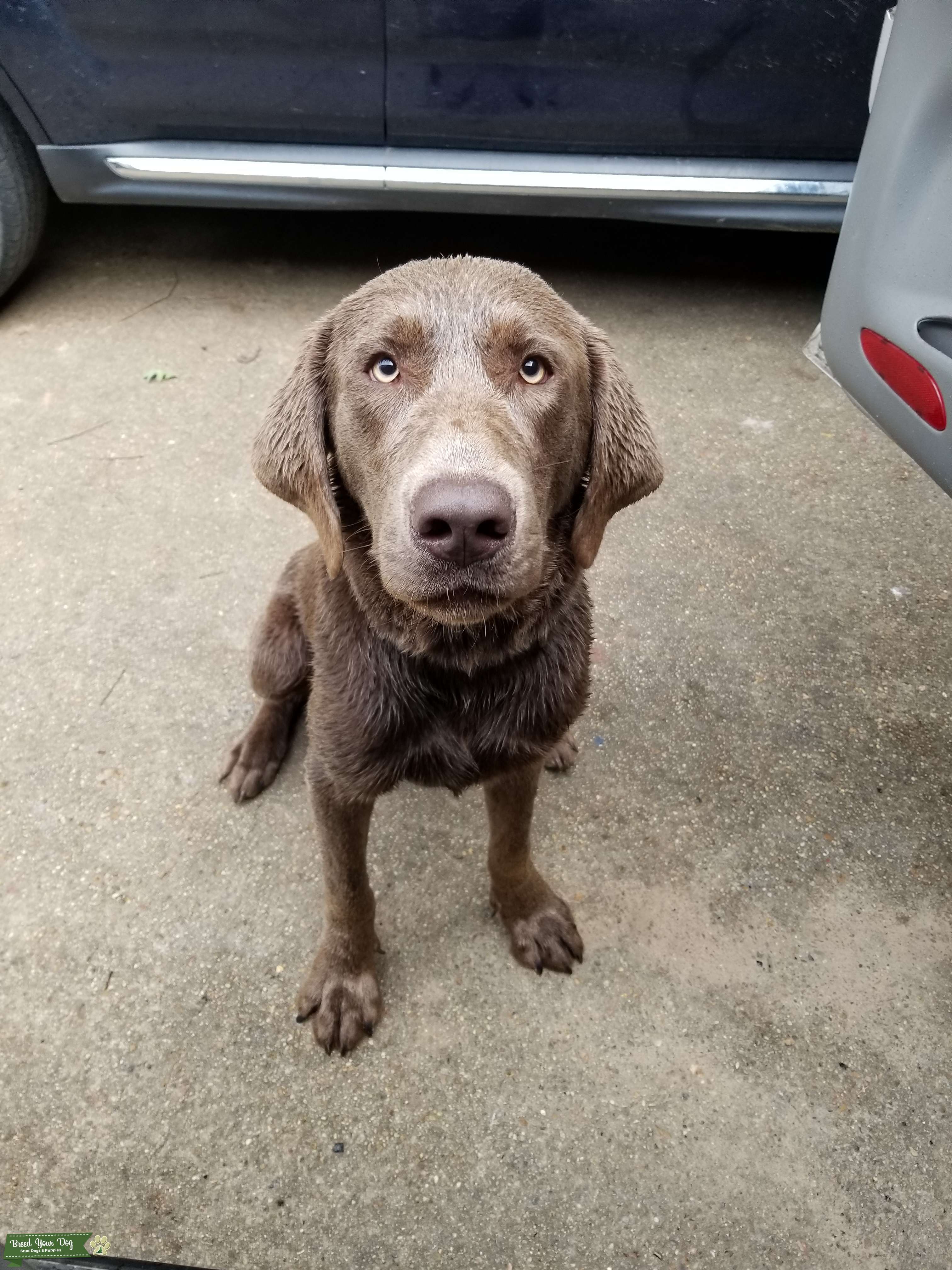 SILVER LAB Stud Dog in Jones county Ms, the United States Breed Your Dog