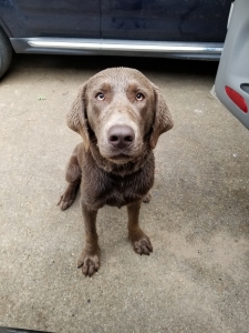 SILVER LAB  Listing Image