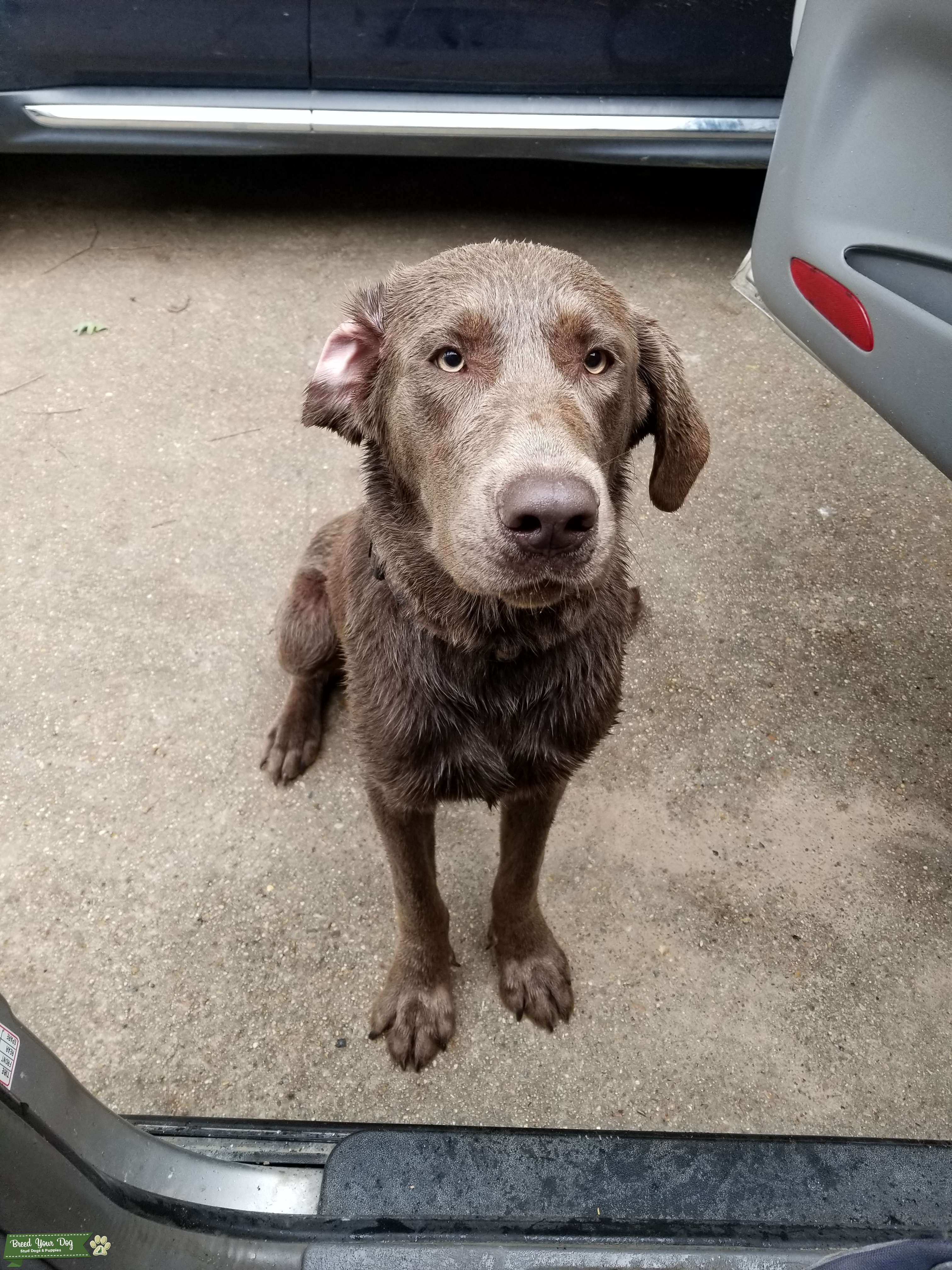 SILVER LAB Stud Dog in Jones county Ms, the United States Breed Your Dog