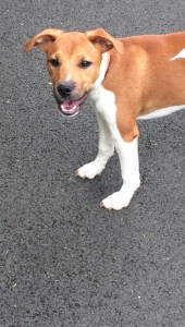 Stud Dog  Listing Image