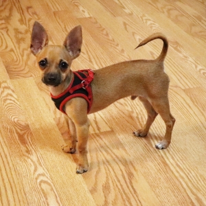 Toy Chihuahua Deerhead Listing Image
