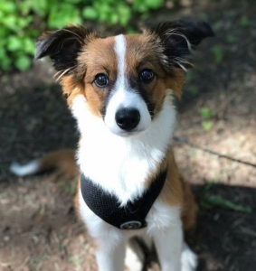 Mini Border Aussie Listing Image