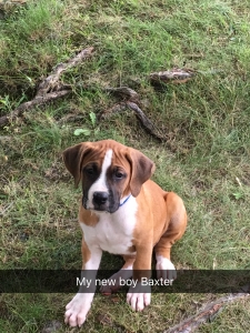 Boxer ready to breed 3 months Listing Image