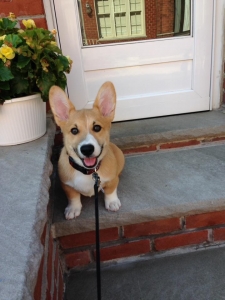 Purebred AKC Pembroke Male Stud  Listing Image