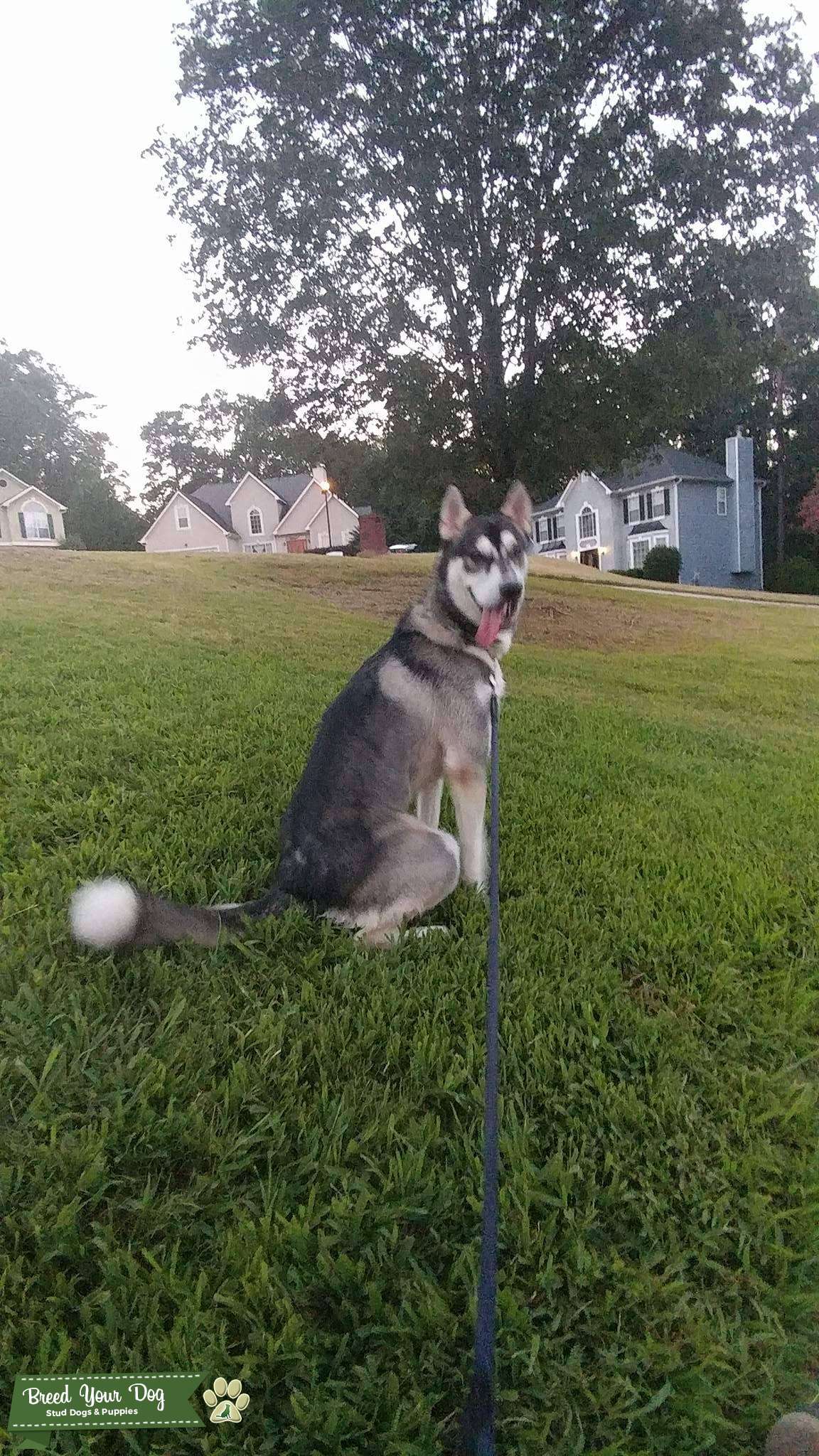 1 Year Old Strong Healthy Fullblooded AKC Siberian Husky Stud Dog in