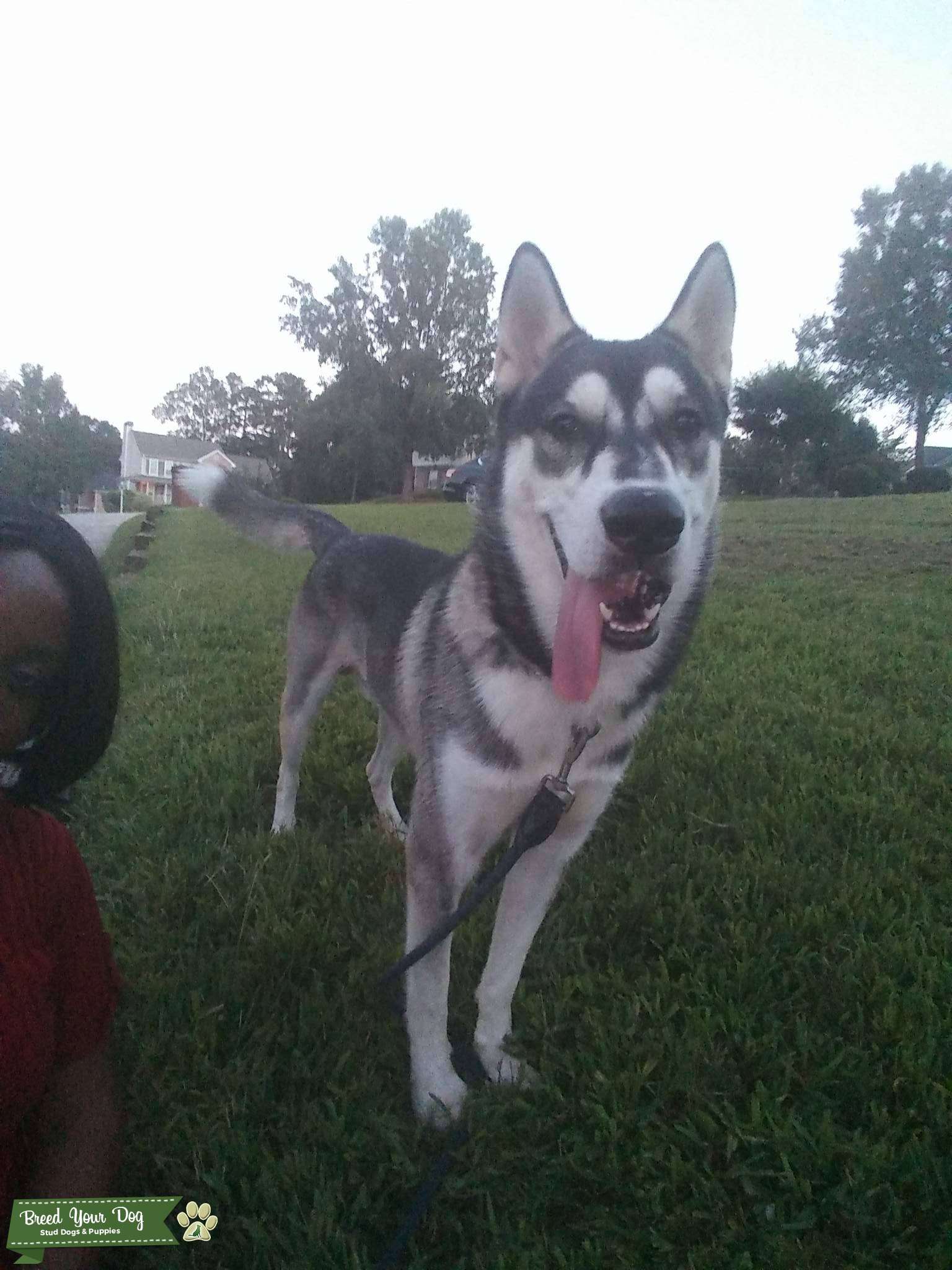 1 Year Old Strong Healthy Fullblooded AKC Siberian Husky Stud Dog in