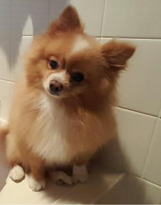 Cute Cuddly Pomeranian Listing Image