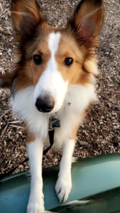 Sheltie stud Listing Image