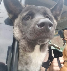 Young Akita Stud Listing Image