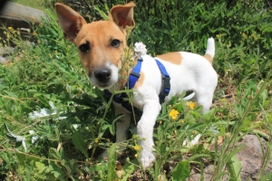 Pure Bred Jack Russell Stud Listing Image