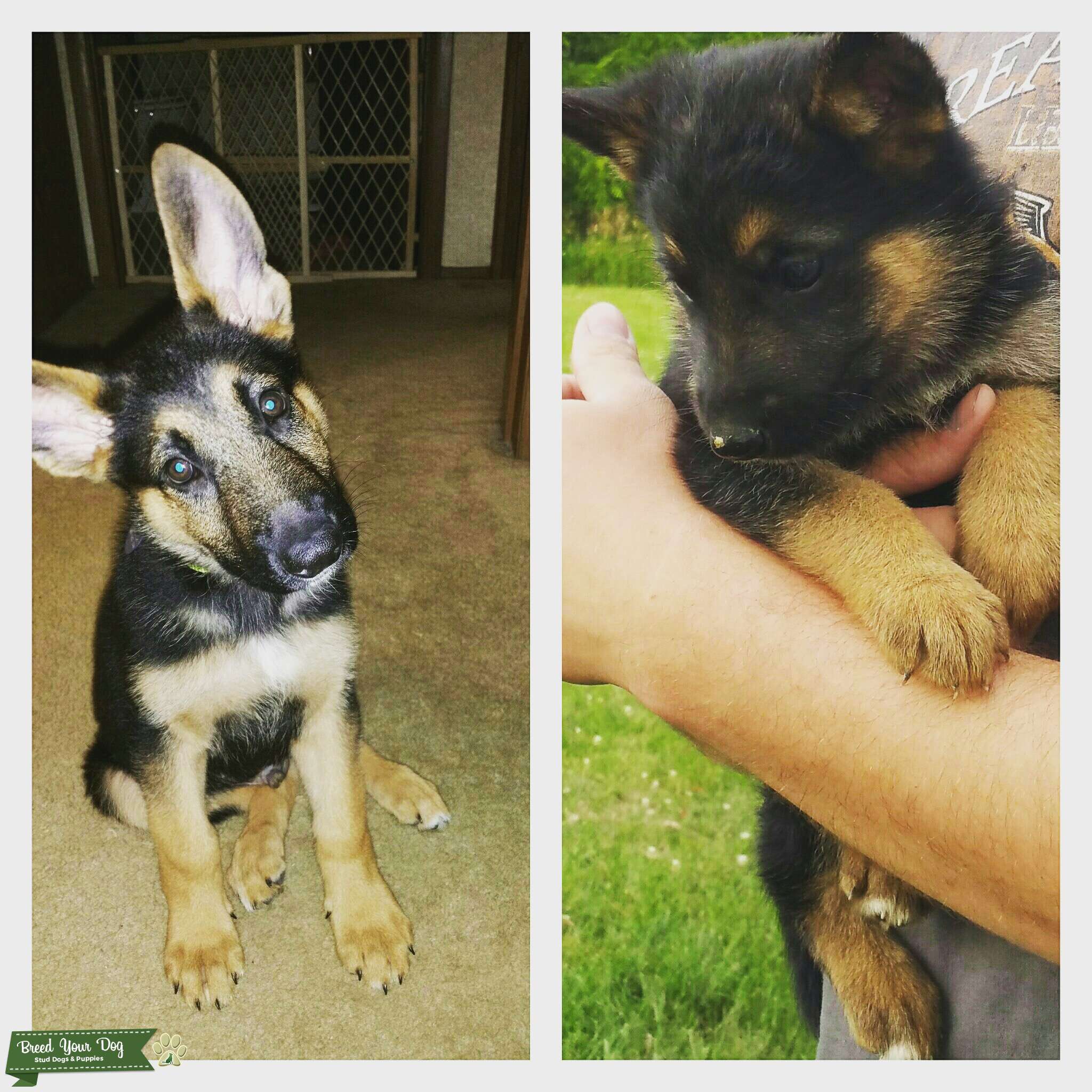 stud-service-stud-dog-in-wv-west-virginia-the-united-states