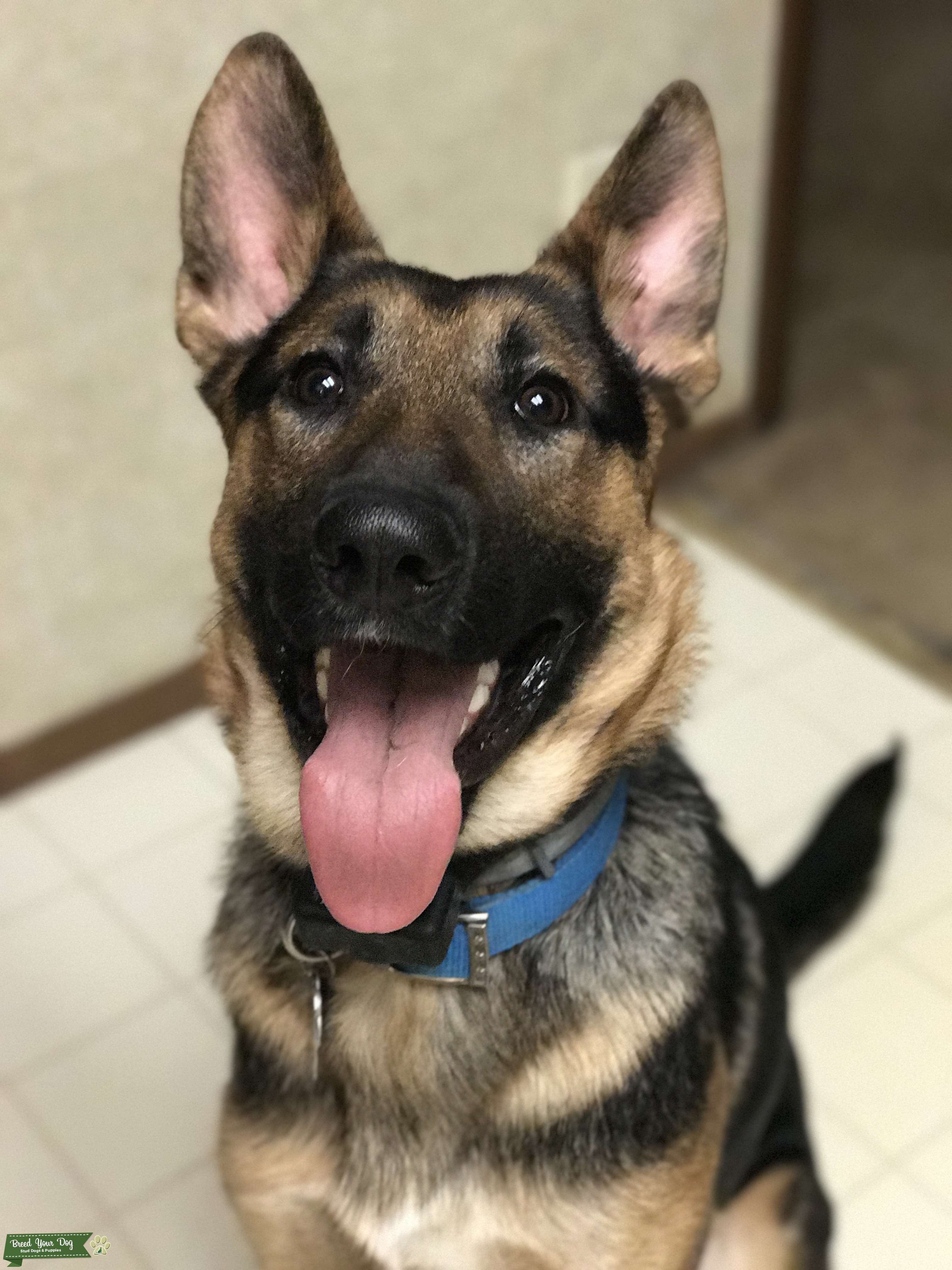 Stud Service - Stud Dog WV - West Virginia - Breed Your Dog