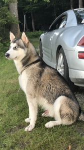 Stud dog Listing Image