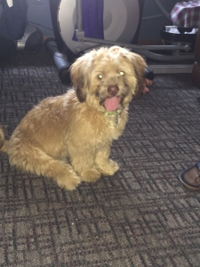 Blonde/Brown shih tzu mixed with terrier Listing Image