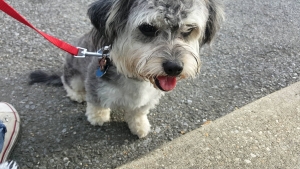 Oreo colored mutt  ( Chihuahua, Jack Russell, & Yorkie) Listing Image