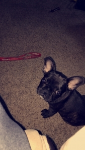 Looking for French Bulldog Stud Listing Image