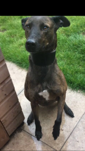 Lurcher/whippet/collie/greyhound stud Listing Image