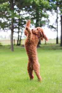 Red Moyen Poodle Stud Stud Dog Illinois Breed Your Dog