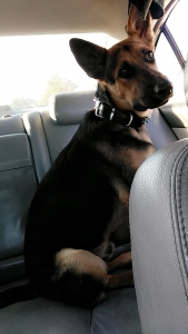 Stud Purebred German Shepherd Listing Image