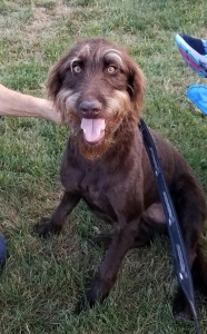 Looking to breed chocolate labradoodle Listing Image