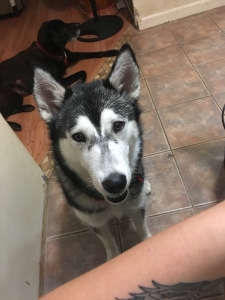 Luna, beautiful Siberian Husky with brown eyes Listing Image