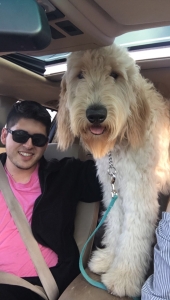 Perfect goldendoodle stud  Listing Image