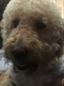 Goldendoodle stud standard  Listing Image