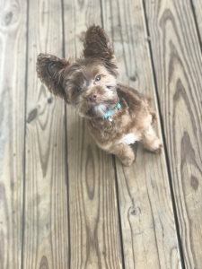 Yorkie-Apso Listing Image
