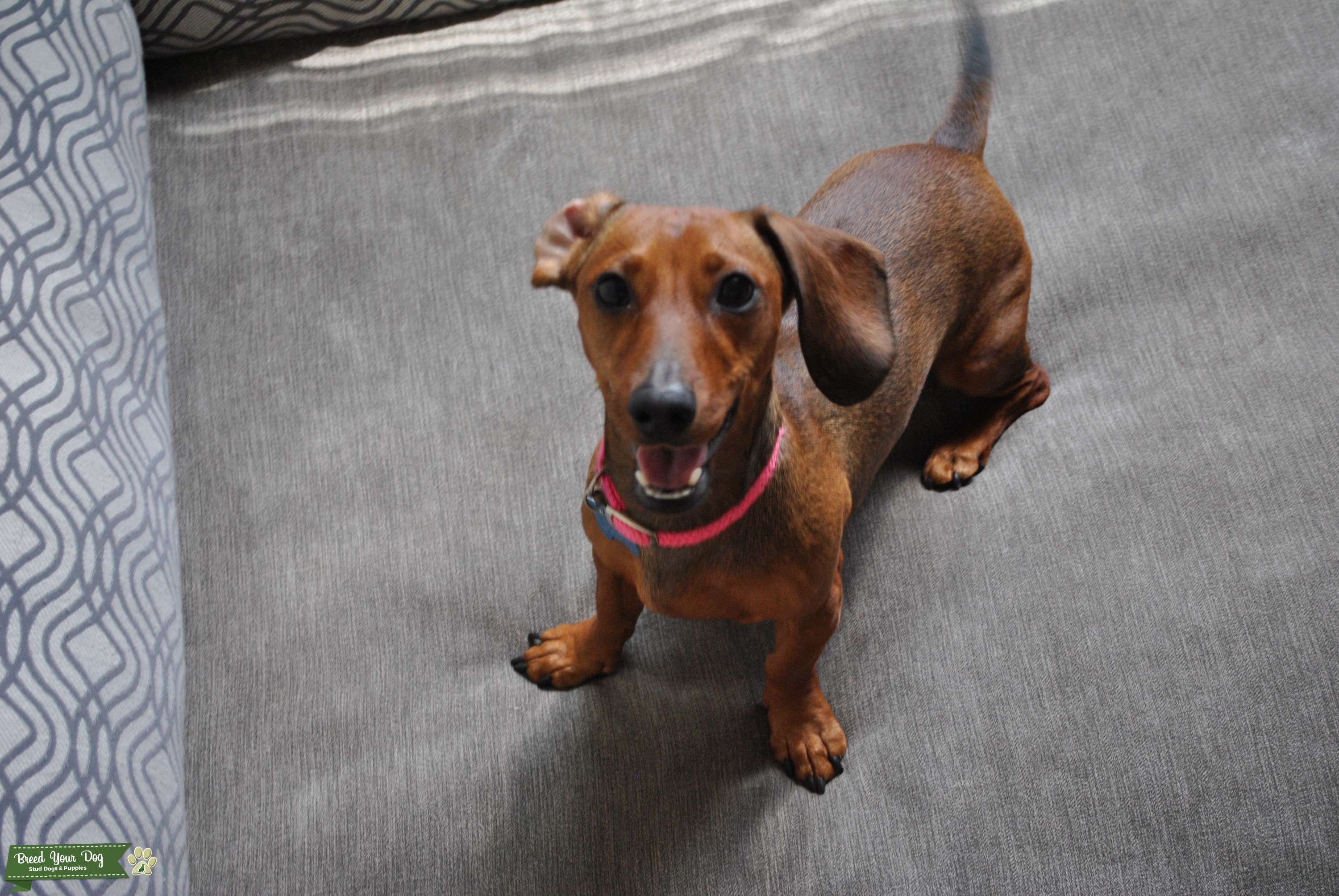 55+ Brown Mini Dachshund Puppy Image Bleumoonproductions