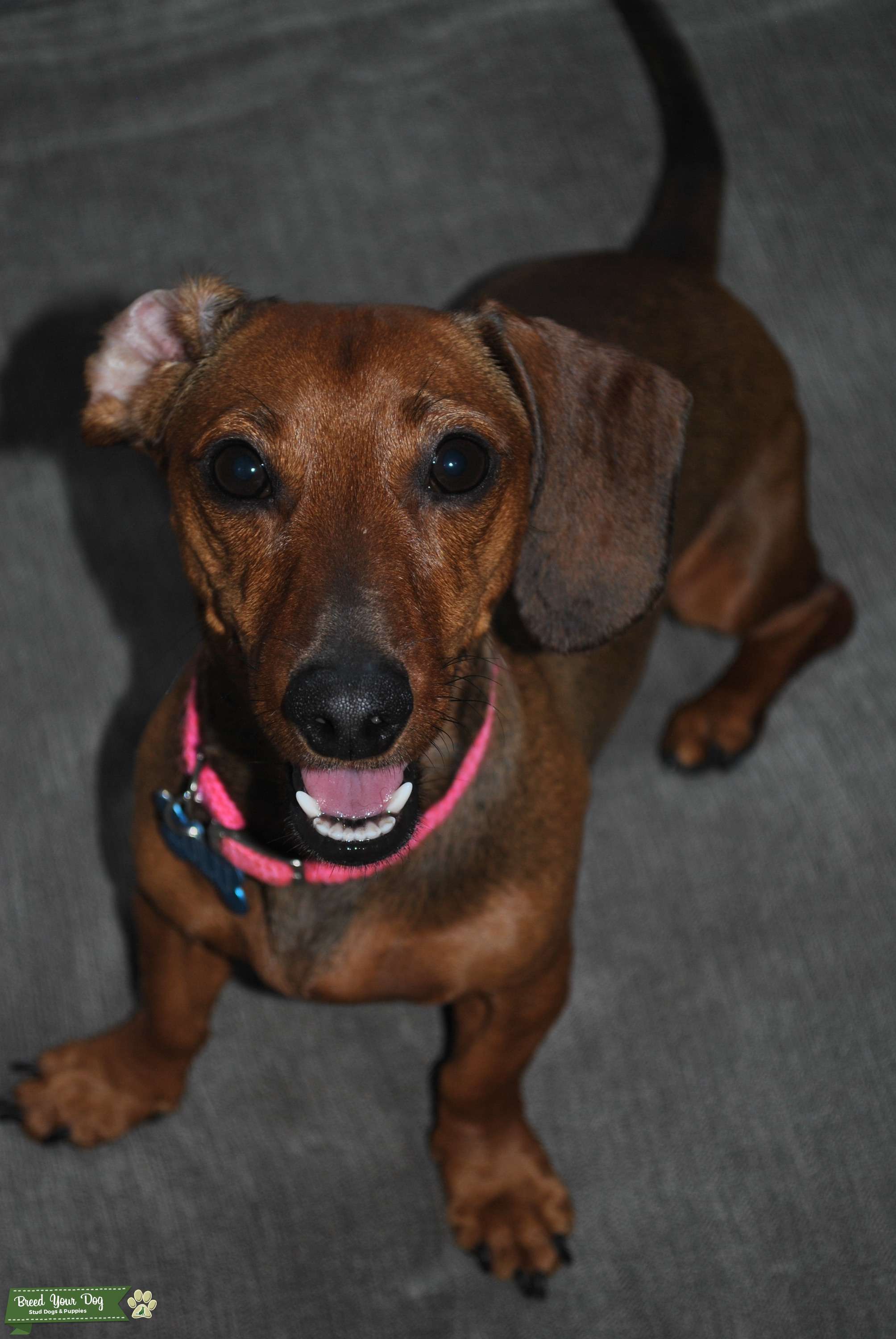 Brown Smooth Haired Miniature Dachshund Stud Dog in Florida, the