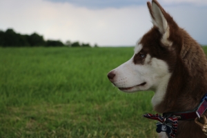 Siberian Husky  Listing Image