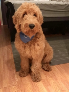 Looking for female Poole or Golden doodle Listing Image