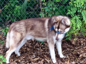 Male dog to breed female Listing Image