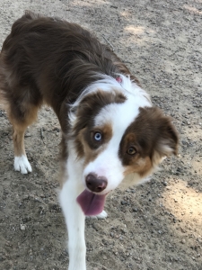 Mini aussie Listing Image