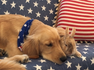 Male Golden Retriever 10 months  Listing Image