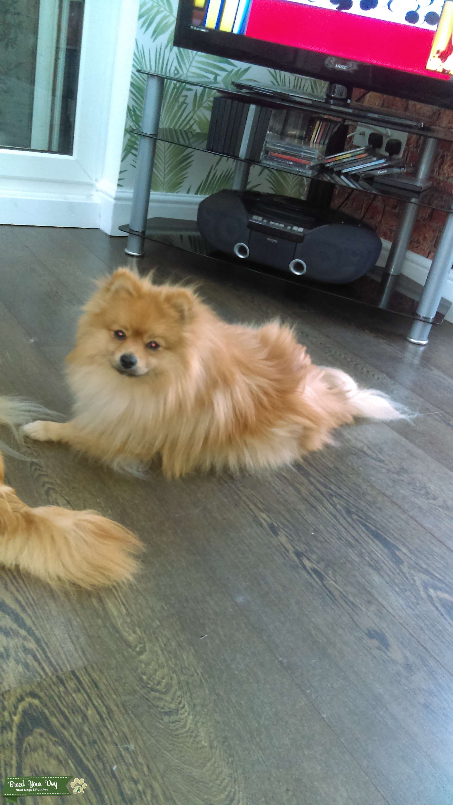 Pomeranian for stud Stud Dog in Barnsley, United States Breed Your Dog