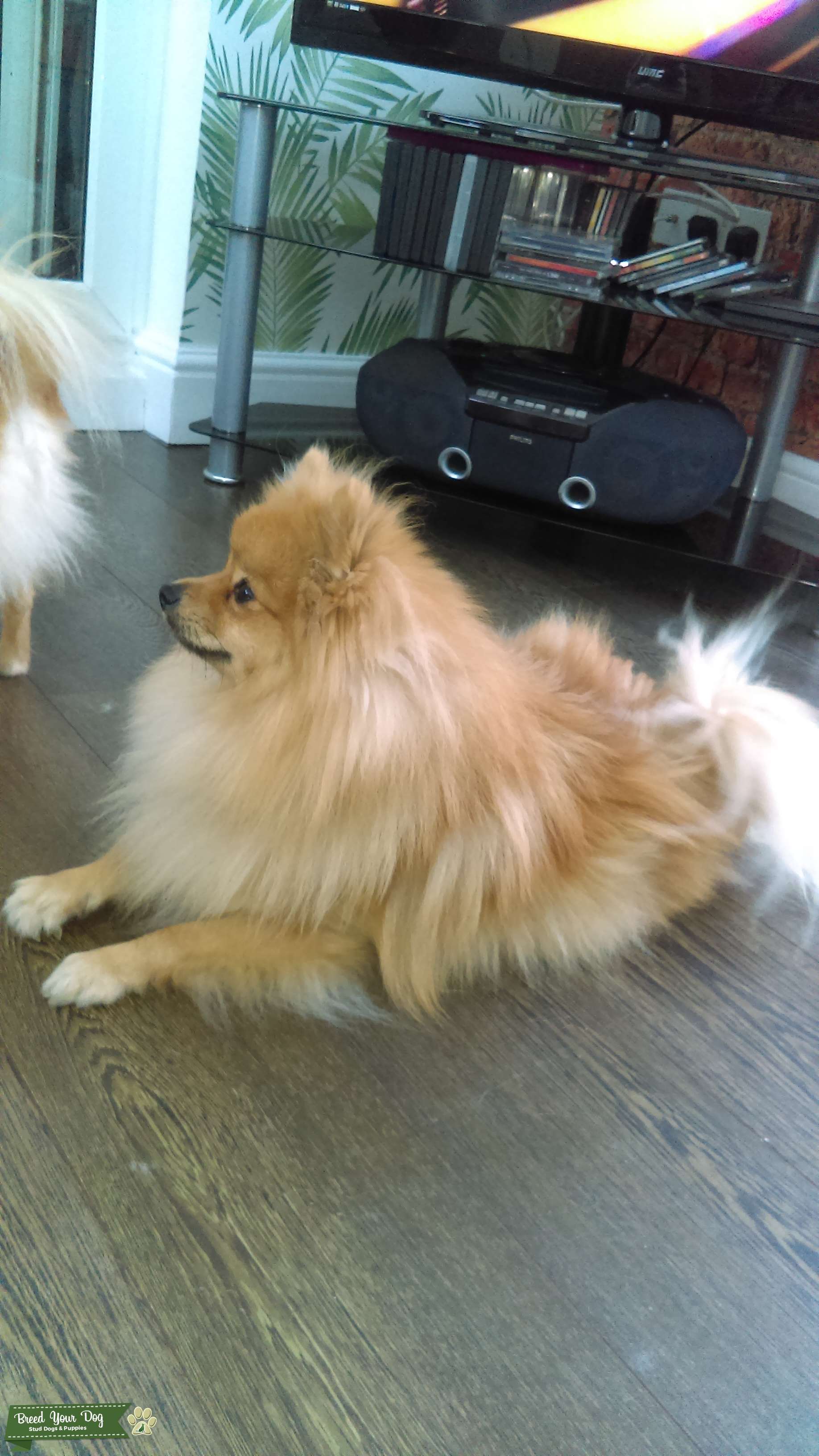 Pomeranian for stud Stud Dog in Barnsley, United States Breed Your Dog