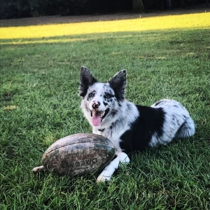 Blue Merle Border Collie Listing Image