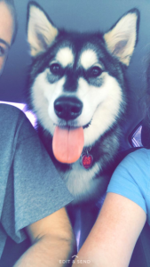 Gorgeous purebred Alaskan Malamute  Listing Image
