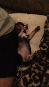 Small Male Chihuahua Stud  Listing Image