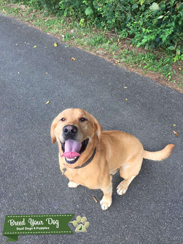AKC Yellow Labrador Retriever Stud Dog in Tennessee (TN), the United